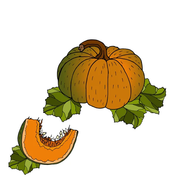 Diferentes variedades de calabazas. Bocetos de verduras de naranja . — Vector de stock