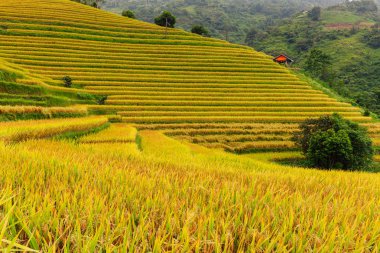 Güzel olgun pirinç paddies hasat zamanı, Sapa, Vietnam sırasında