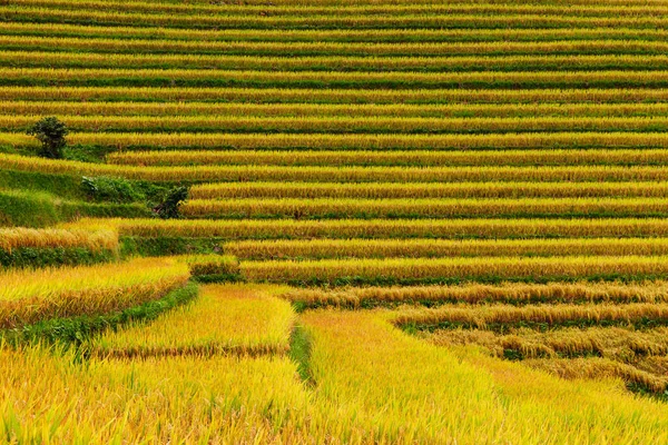 Vista Cerca Las Líneas Texturas Colores Los Arrozales Sapa Vietnam — Foto de Stock