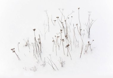 İnce kuru bitkiler karda duruyor. Desen, arkaplan