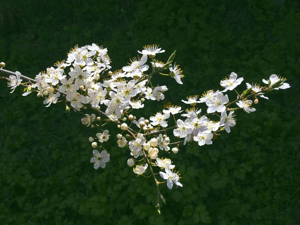 Plum ramo flores primavera no fundo de folhas verdes — Fotografia de Stock