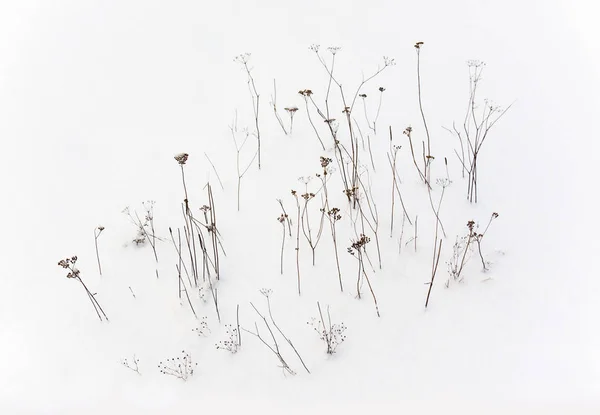 Thin dry plants stand in the snow. Pattern, background