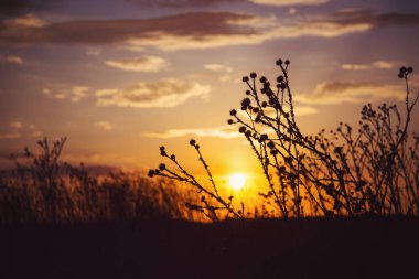 Gün batımında, dramatik günbatımı gökyüzü ve alan otlar silueti ile kırsal manzara. Altın doğal arka plan.