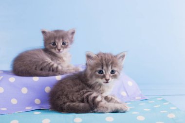 İki şirin tüylü ikizler yatan yavru kedi mavi kumaş kameraya bakarak benekli gri.