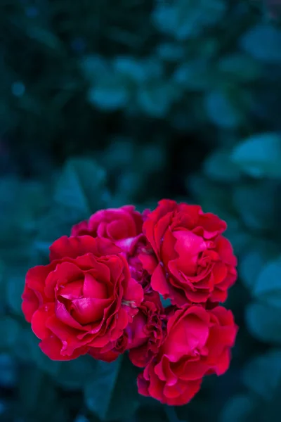 Dramatic Red Roses Garden Dark Green Background Evening — Stock Photo, Image