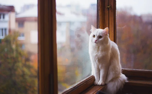 Biały Futrzany Kotów Domowych Patrząc Okna Odbicie Świetle Dziennym Kryty — Zdjęcie stockowe