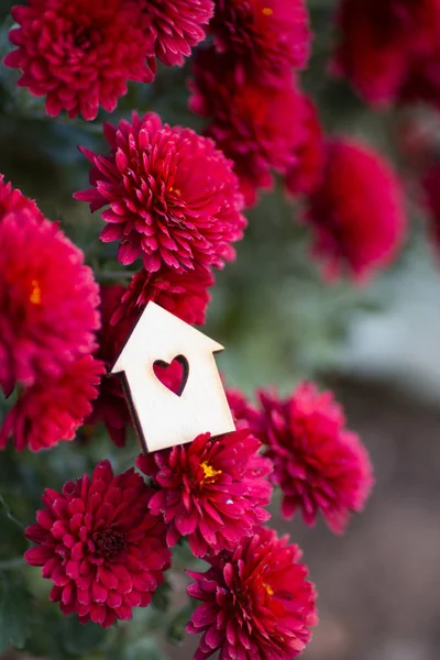 Wooden house icon with hole in form of heart surrounded by flowers of red chrysanthemum. St. Valentine day romantic floral composition.