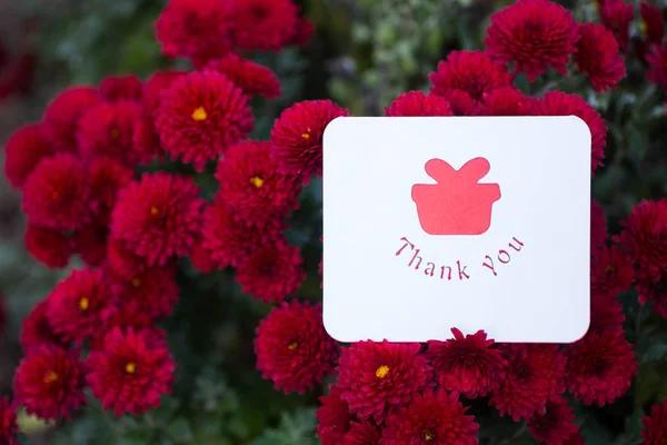 Greeting thanksgiving card surrounded by flowers of red chrysanthemum. St. Valentine day romantic gift.
