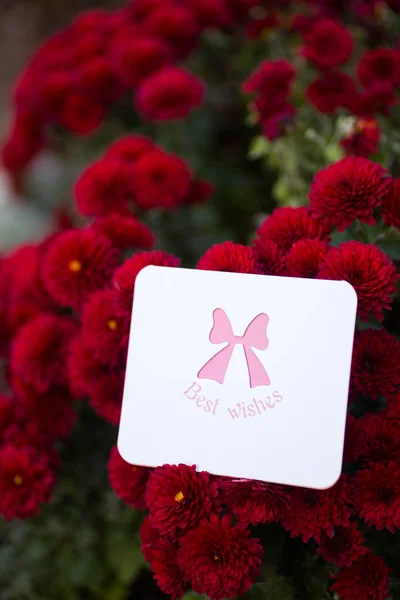 Tender greeting card with best wishes surrounded by flowers of red chrysanthemum. St. Valentine day romantic gift.