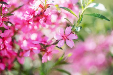 Pembe vişne dalı ile arka plan, kopya alanı bulanık güzel çiçeklenme ilkbahar