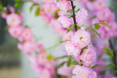 Tatlı güzel çiçek açan badem şube kopya alanı ihale pembe çiçekli bahar