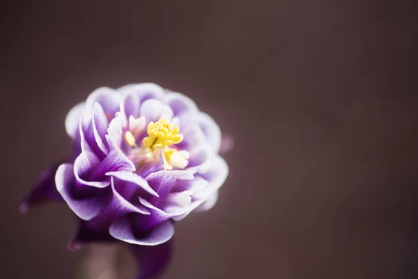 근접 촬영 보라색 비둘기 꽃 중립 배경 흐리게. — 스톡 사진