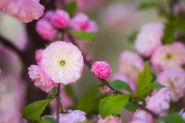 Gros plan belle fleur branche d'amande de printemps avec des fleurs rose tendre, espace de copie — Photo