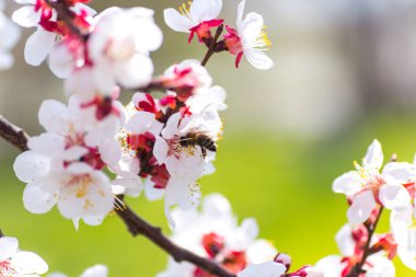 Bulanık arka plan ile ağaç dalı üzerinde bahar çiçekleri polen toplama closeup arı toplama.