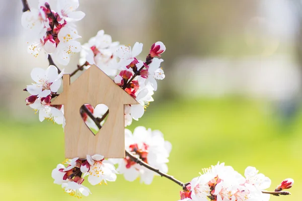 Closeup maison en bois avec trou en forme de coeur entouré de branches blanches fleuries d'arbres de printemps . — Photo