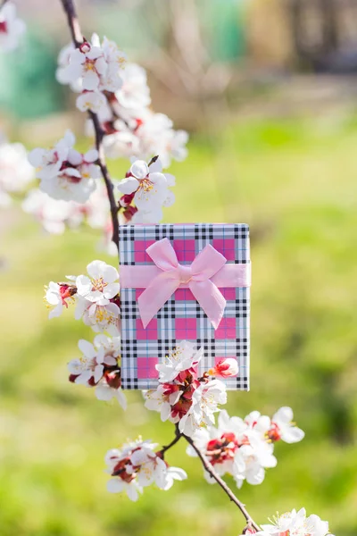 Coffret cadeau rose entouré de branches fleuries d'arbres de printemps . — Photo