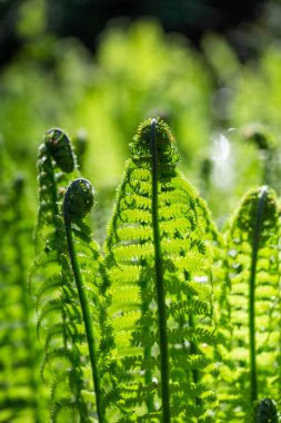 Yeşil arka planda yeşil eğrelti otları