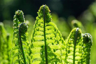 Yeşil arka planda yeşil eğrelti otları