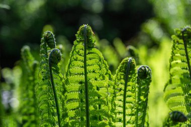 Yeşil arka planda yeşil eğrelti otları