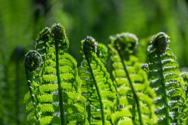Yeşil arka planda yeşil eğrelti otları