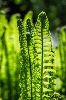 Yeşil arka planda yeşil eğrelti otları