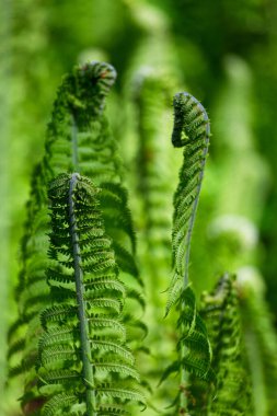 Yeşil arka planda yeşil eğrelti otları
