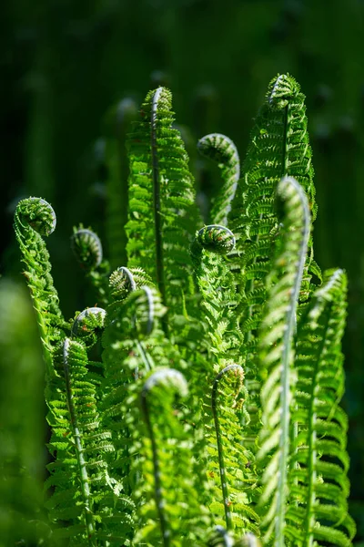 Helechos Verdes Sobre Fondo Verde —  Fotos de Stock