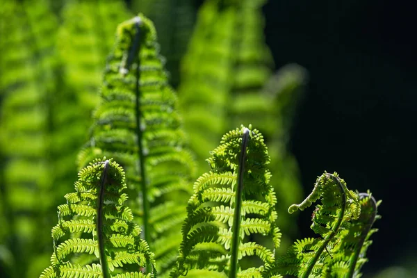 Grüne Farne Auf Grünem Hintergrund — Stockfoto