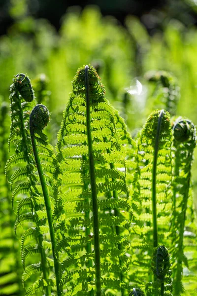 Samambaias Verdes Fundo Verde — Fotografia de Stock