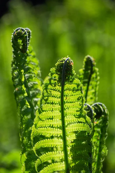 Helechos Verdes Sobre Fondo Verde —  Fotos de Stock