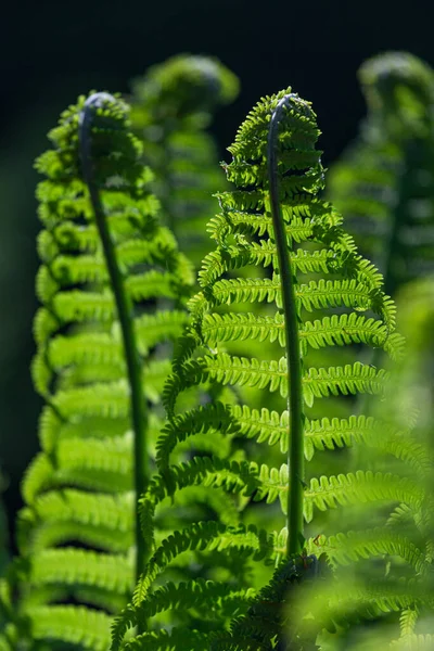 Groene Varens Een Groene Achtergrond — Stockfoto