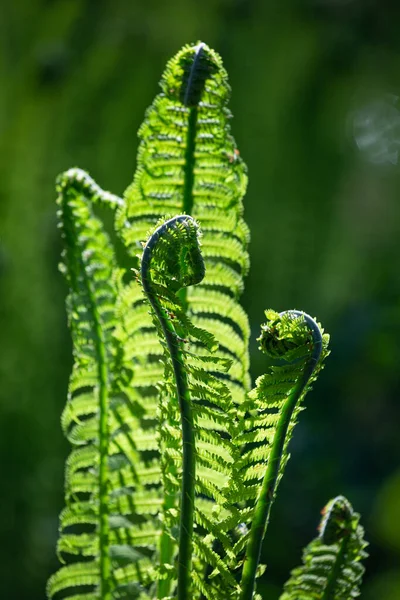 배경의 양치식물 — 스톡 사진