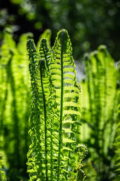 Green Ferns Green Background — Stock Photo, Image