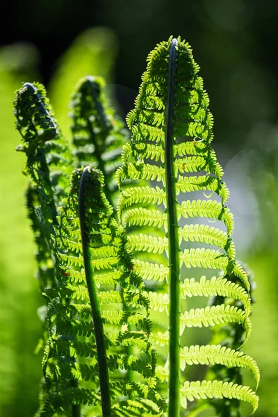 Samambaias Verdes Fundo Verde — Fotografia de Stock