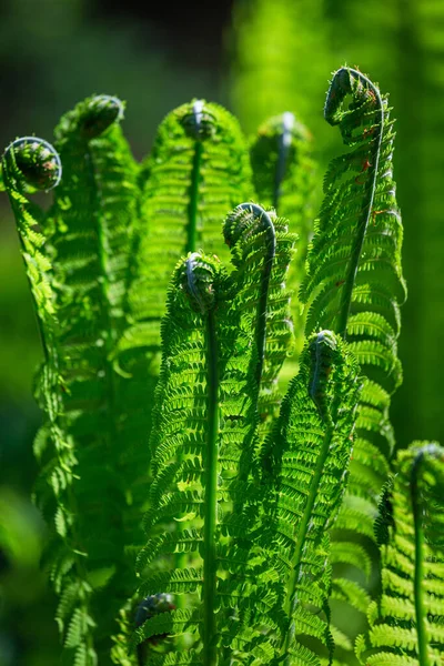 Samambaias Verdes Fundo Verde — Fotografia de Stock