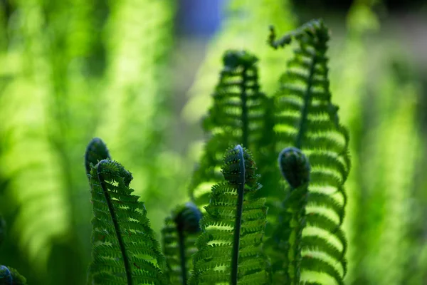 Samambaias Verdes Fundo Verde — Fotografia de Stock