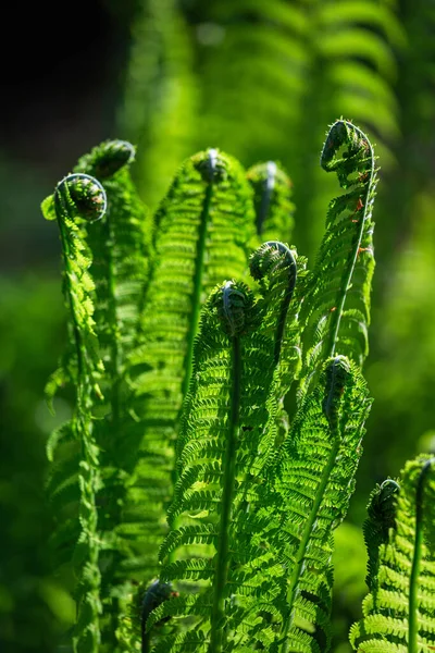 Vihreät Saniaiset Vihreällä Taustalla — kuvapankkivalokuva