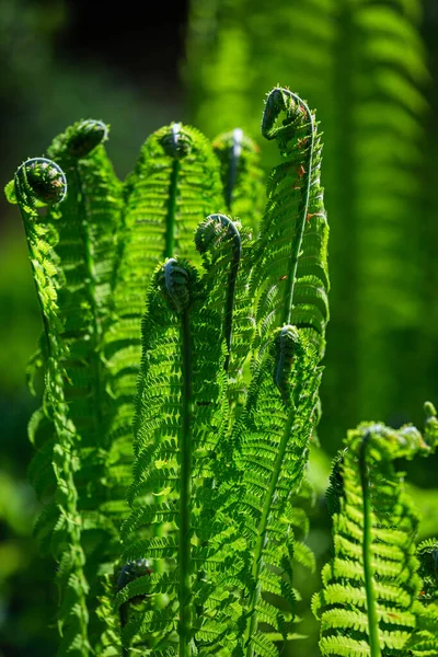 Fougères Vertes Sur Fond Vert — Photo