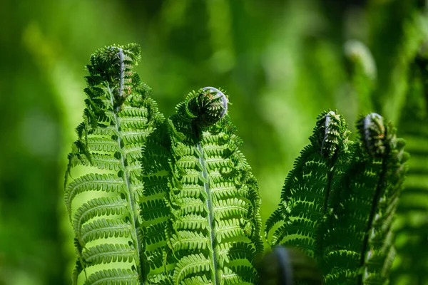 Felci Verdi Sfondo Verde — Foto Stock