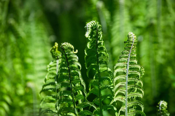 Samambaias Verdes Fundo Verde — Fotografia de Stock