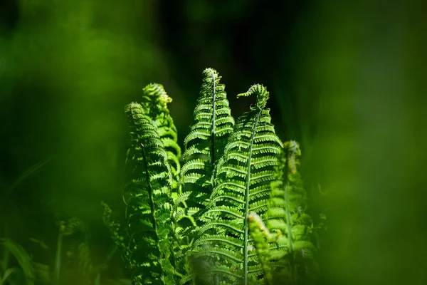 Zielone Paprocie Zielonym Tle — Zdjęcie stockowe