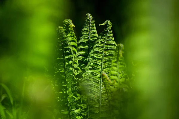 Samambaias Verdes Fundo Verde — Fotografia de Stock