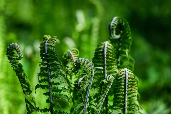 Felci Verdi Sfondo Verde — Foto Stock