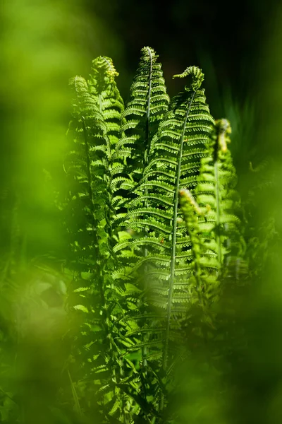 Felci Verdi Sfondo Verde — Foto Stock