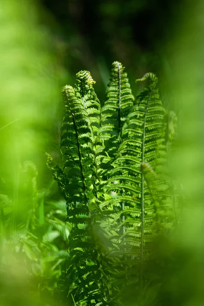 Helechos Verdes Sobre Fondo Verde —  Fotos de Stock