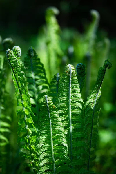 Groene Varens Een Groene Achtergrond — Stockfoto