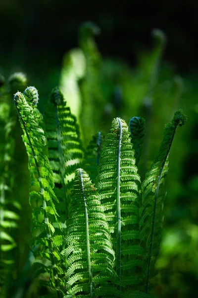 Helechos Verdes Sobre Fondo Verde —  Fotos de Stock