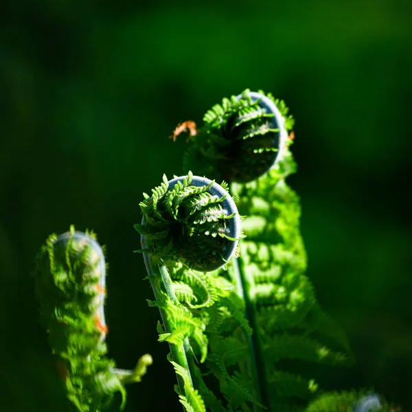 Helechos Verdes Sobre Fondo Verde —  Fotos de Stock