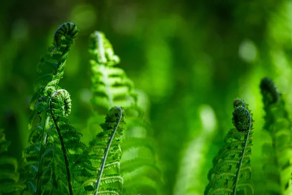 Zielone Paprocie Zielonym Tle — Zdjęcie stockowe