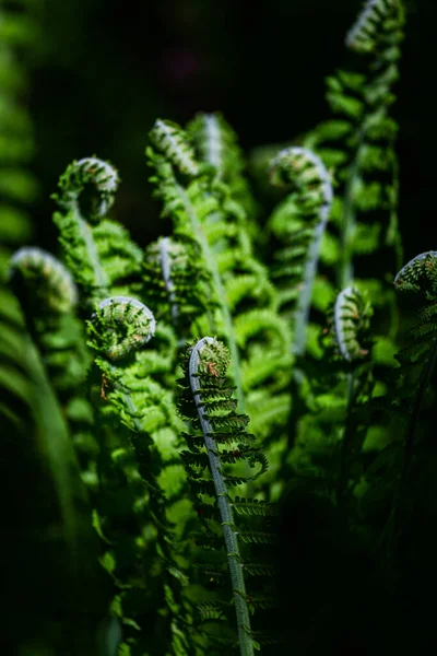 Gröna Ormbunkar Grön Bakgrund — Stockfoto